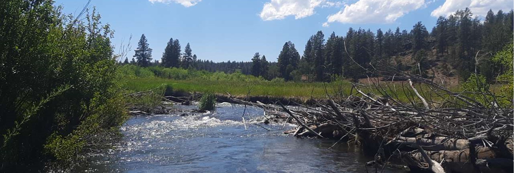 Whychus Basin habitat unit with wood and shrubs