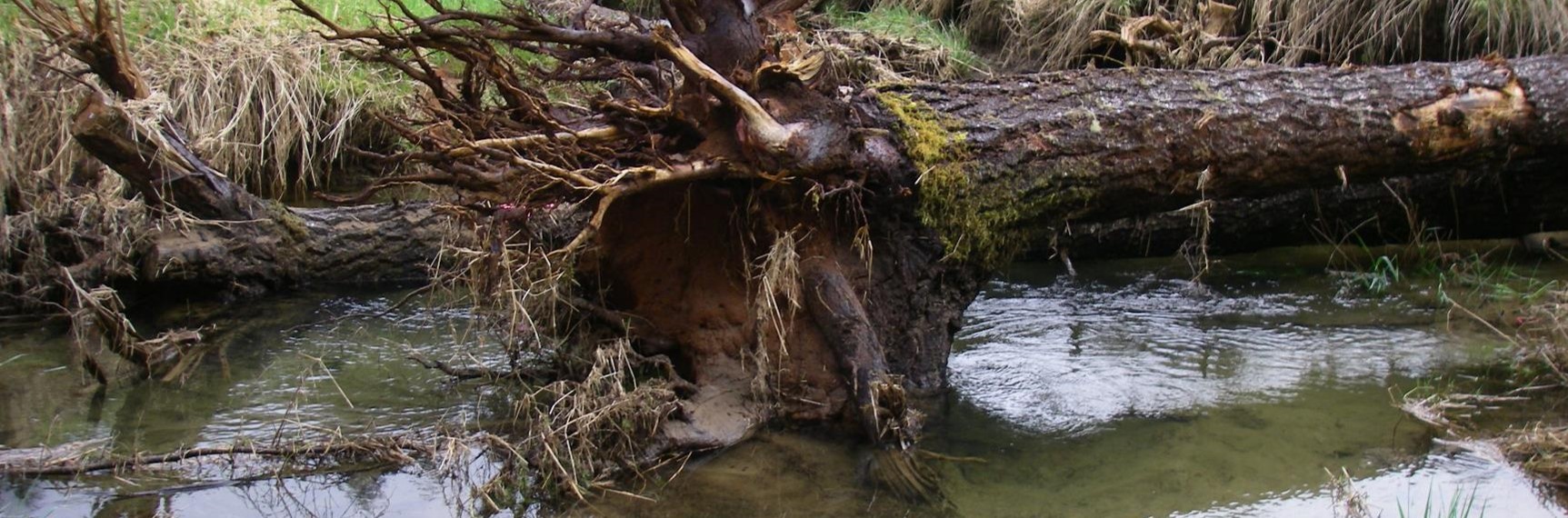 Habitat Log with a root wad