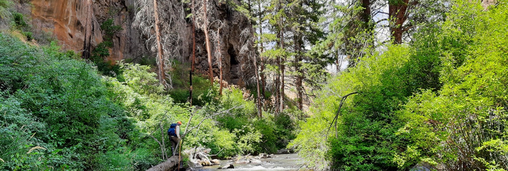 A surveyor traverses a log in Whychus Basin Canyon