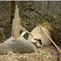 Fallen tree chewed by Beaver