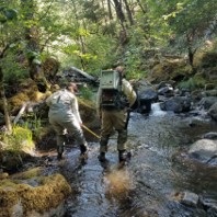 Two surveyors electrofish a habitat unit