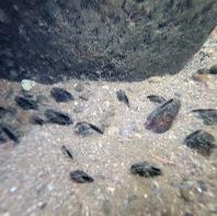 Freshwater Mussels embedded in sand 