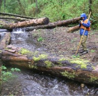 A surveyor collects information on freshly placed habitat logs