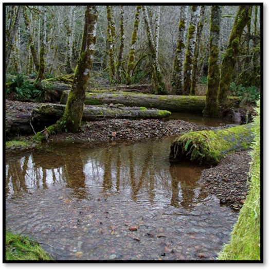 A stream with large habitat wood