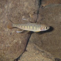 A juvenile coho