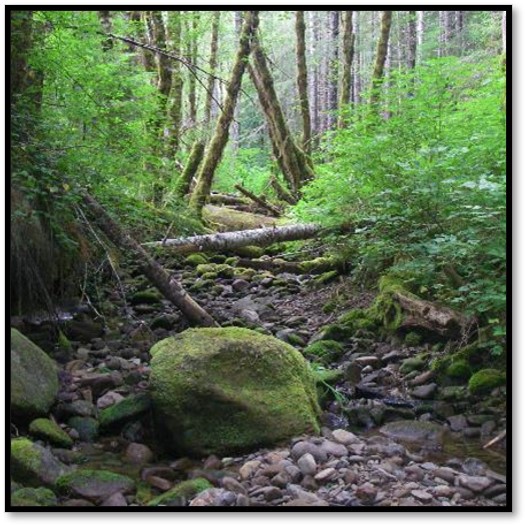 A dry creek bed with boulder and fallen trees