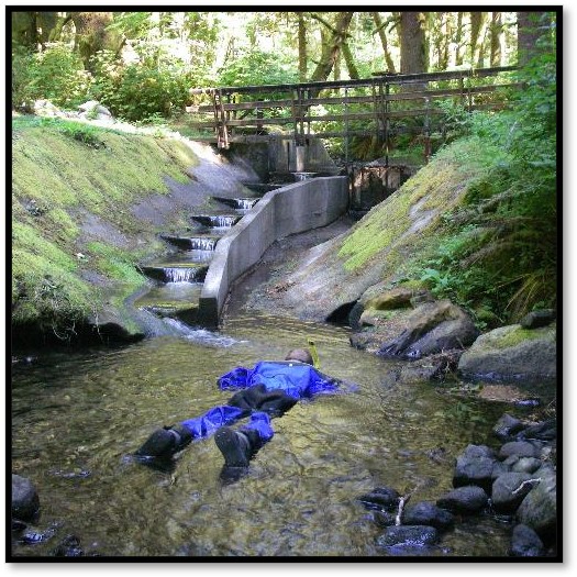 A snorkeler and a fish ladder