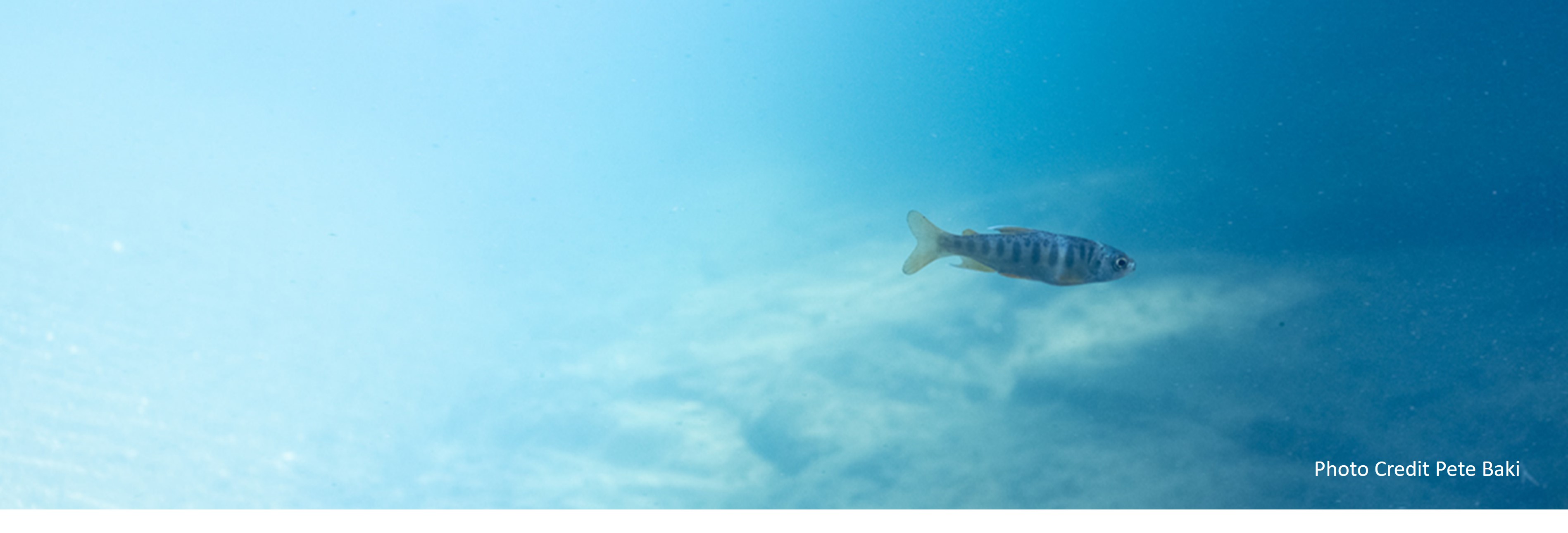 A lone juvenile coho swims in crystal blue water