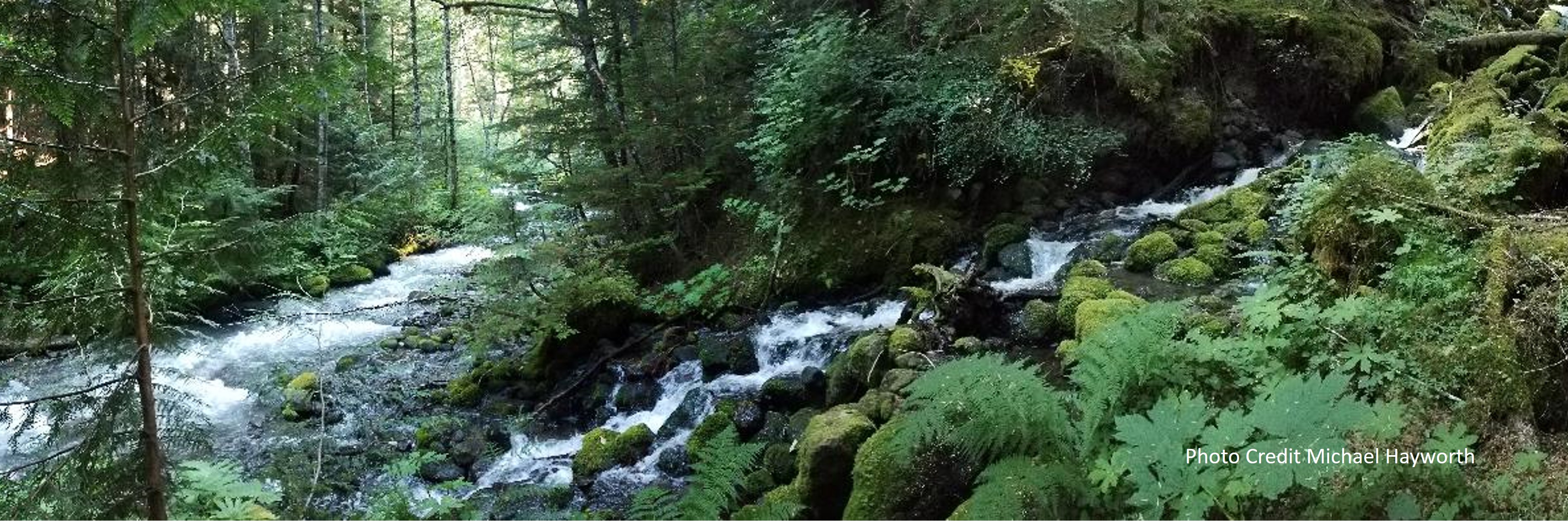 A Pacific Northwest Tributary
