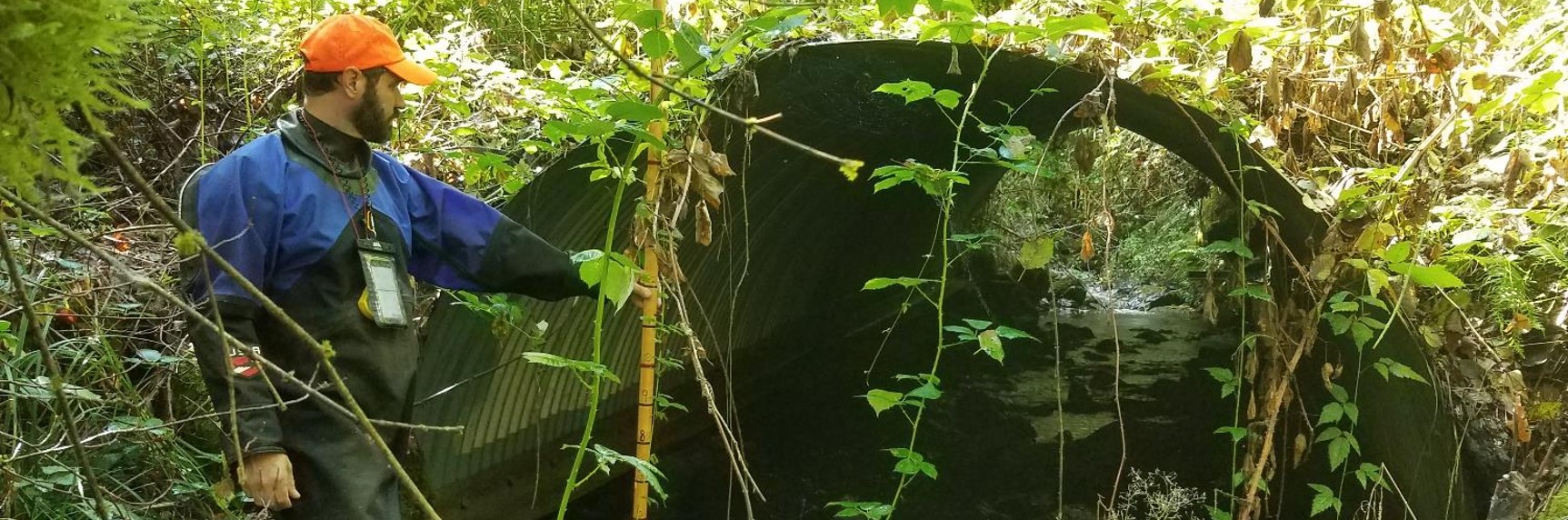 A surveyor measures the diameter of a culvert